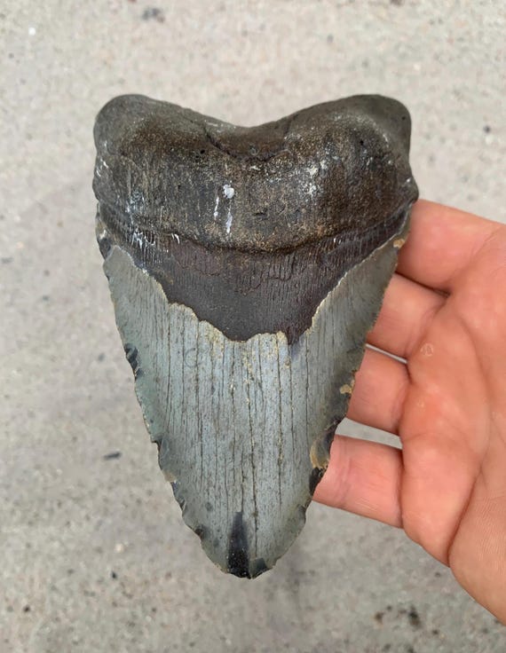 5.70 inch Megalodon Shark Tooth Fossil, Lower Tooth – Authentic No Repair Meg Teeth