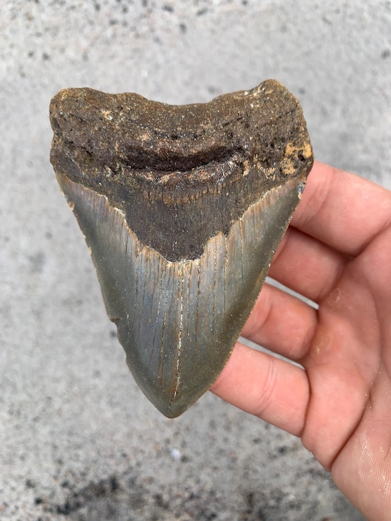 Megalodon Tooth - 3.87 inches