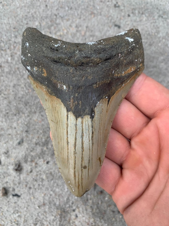 Megalodon Tooth - 4.63 inches