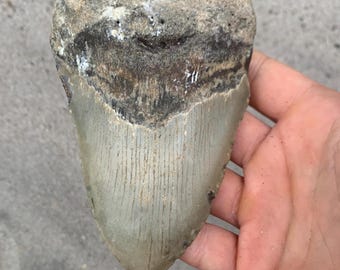 4.86 inch Megalodon Shark Tooth Fossil – Authentic, No Repair Meg Teeth