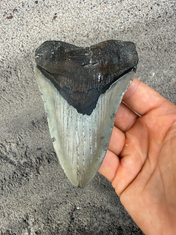 4.65 inch Megalodon Shark Tooth Fossil – Authentic No Repair Meg Teeth