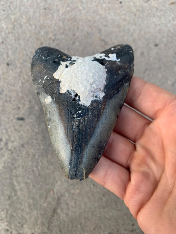 4.23 inch Megalodon Shark Tooth Fossil – Authentic, No Repair Meg Teeth
