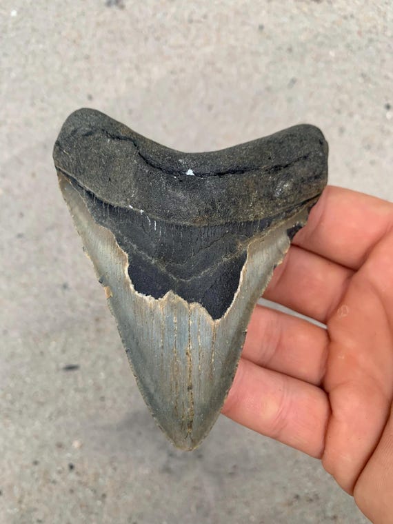 4.3 inch Megalodon Shark Tooth Fossil – Authentic No Repair Meg Teeth