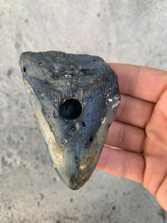 Megalodon Tooth - 3.82 inches