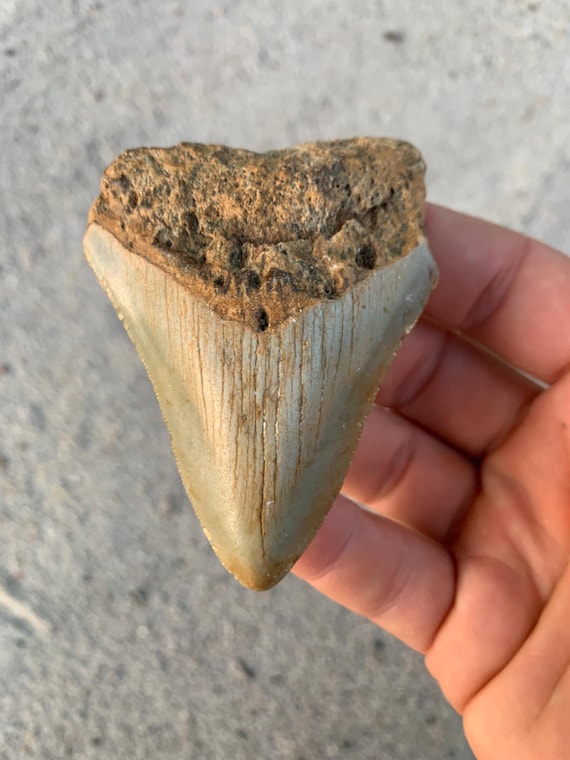 Megalodon Tooth - 3.16 inches