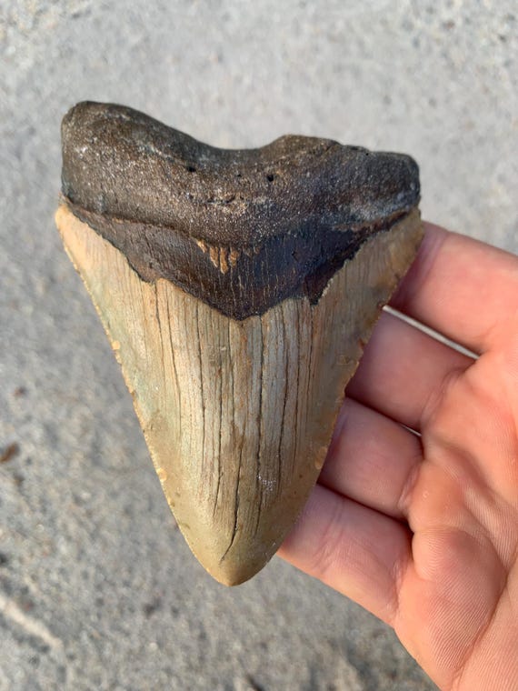 4.54" Megalodon Tooth: Authentic Fossil Shark Tooth