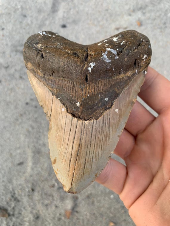 4.63" Megalodon Tooth Fossil – Authentic Meg Shark Tooth