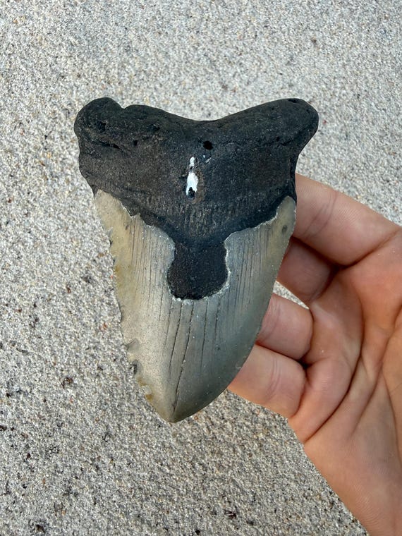 4.51 inch Megalodon Shark Tooth Fossil – Authentic, No Repair Meg Teeth