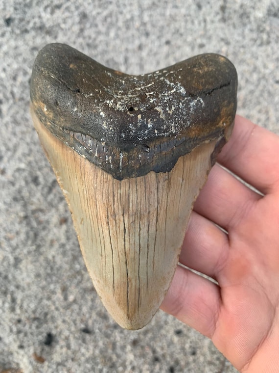 Megalodon Tooth - 4.56 inches