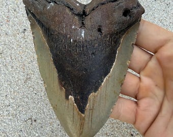 5.40 inch Megalodon Shark Tooth Fossil – Authentic, No Repair Meg Teeth