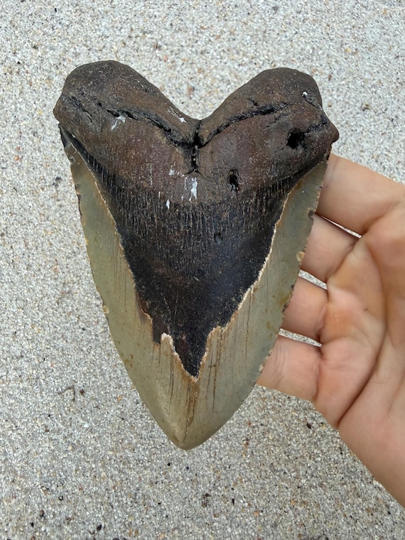 5.40 inch Megalodon Shark Tooth Fossil – Authentic, No Repair Meg Teeth