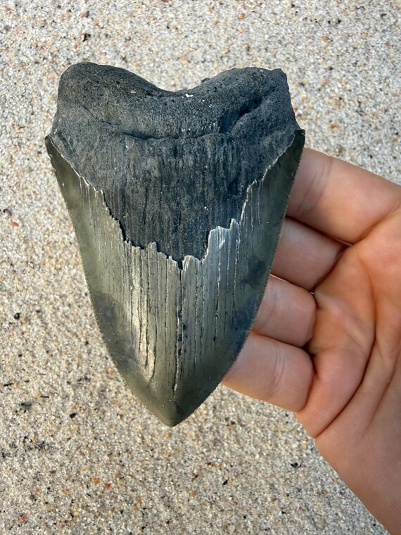4.28 inch Megalodon Shark Tooth Fossil – Authentic, No Repair Meg Teeth