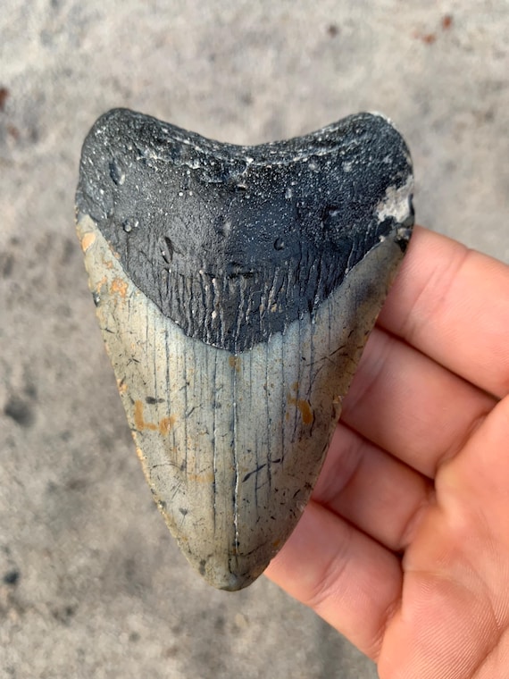 3.79 inch Megalodon Shark Tooth Fossil – Real, No Repair