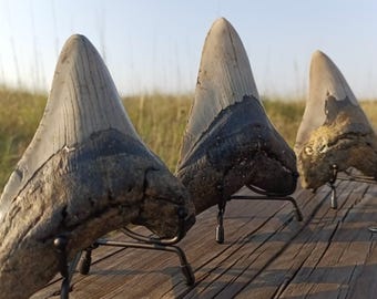Metal Shark Tooth Stand - Metal Easel Stand for Megalodon Teeth, Adjustable Width for 4"+ Teeth