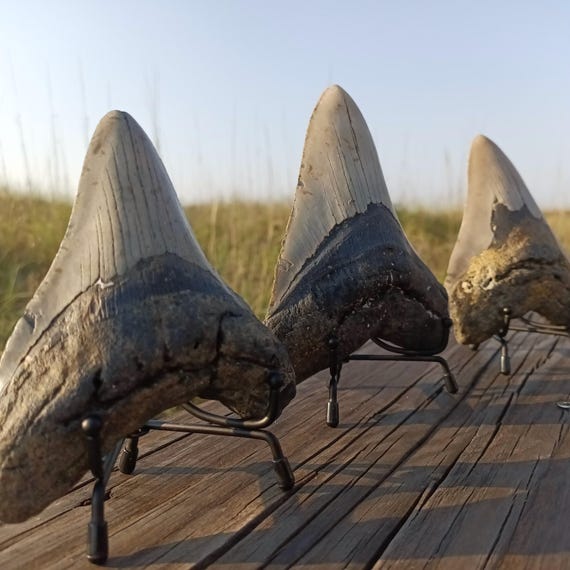 Metal Shark Tooth Stand - Metal Easel Stand for Megalodon Teeth, Adjustable Width