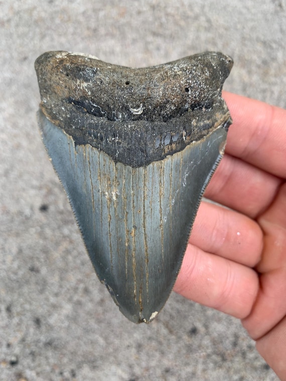 Megalodon Tooth - 3.71 inches