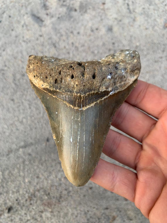 4.24 inch Megalodon Shark Tooth Fossil – Authentic, No Repair Meg Teeth