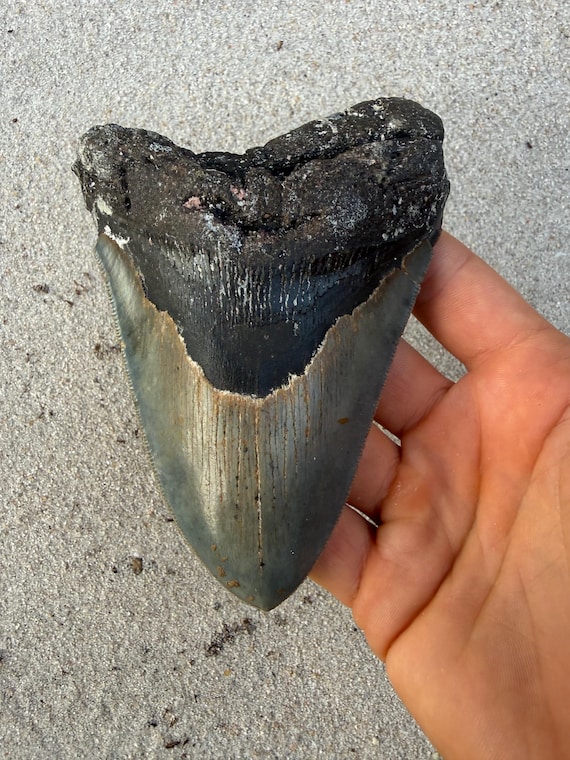 5.15 inch Megalodon Shark Tooth Fossil – Authentic, No Repair