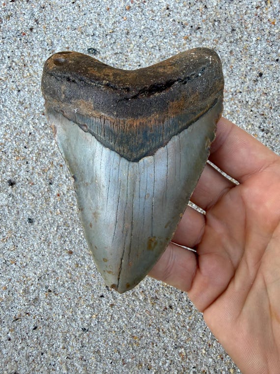 4.70 inch Megalodon Shark Tooth Fossil – Authentic, No Repair Meg Teeth