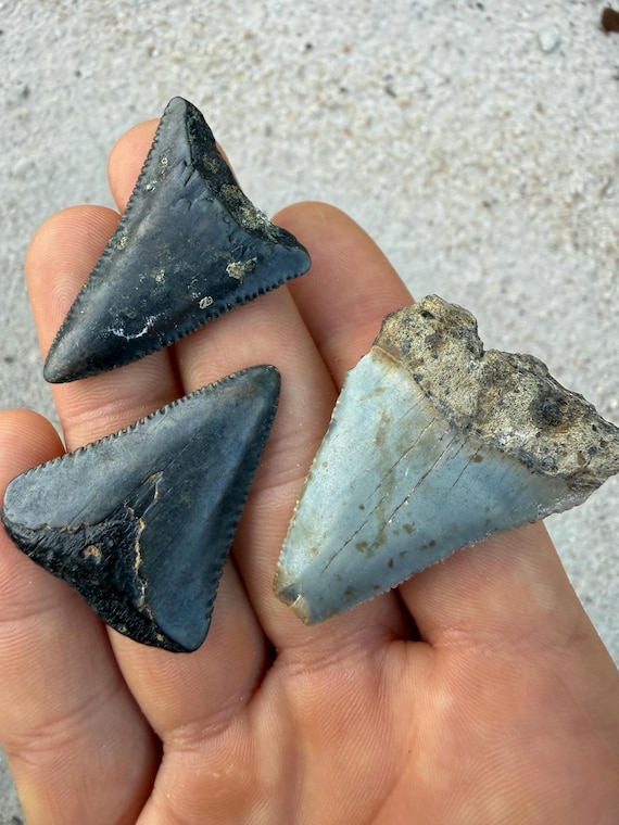3 Great White Shark Teeth Fossils - Authentic No Repair