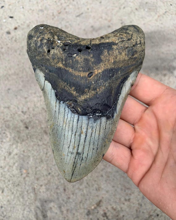 5.53 inch Megalodon Shark Tooth Fossil – Authentic, No Repair Meg Teeth