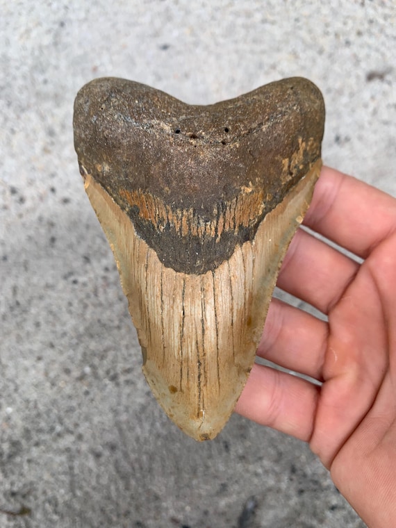 Megalodon Tooth - 4.78 inches