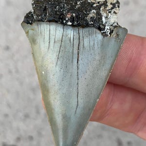 C. Hastalis Mako Fossil Shark Tooth - 2.22 Inches, Huge fossilized mako, Hastalis shark tooth. Real Fossil Shark Tooth, Shark Teeth Fossils