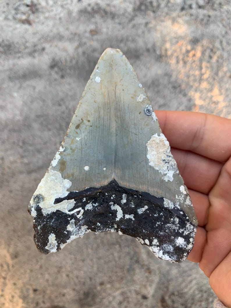 Uncleaned Megalodon Tooth Fossil - 4.07