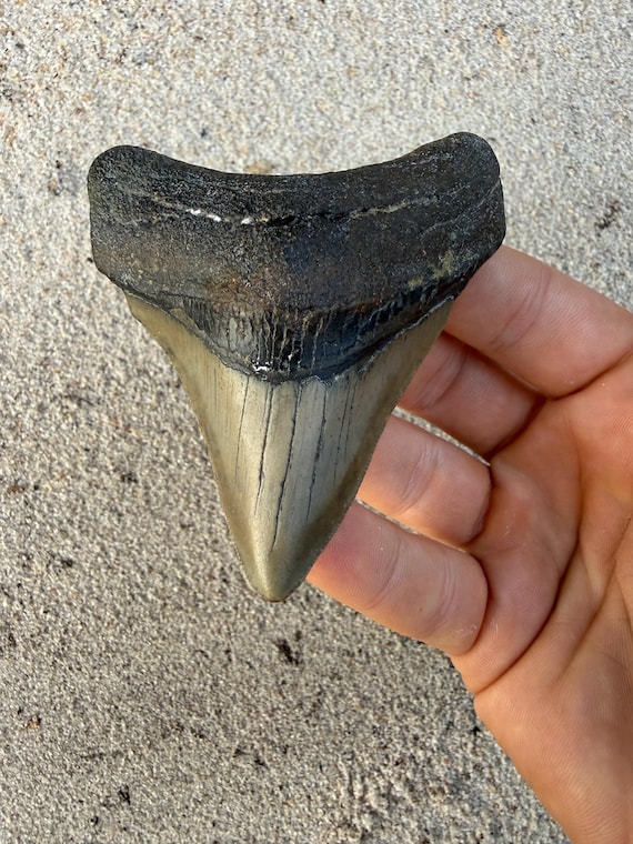 3.46 inch Lateral Megalodon Shark Tooth Fossil – Authentic No Repair Meg Teeth