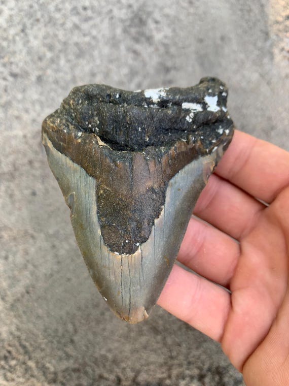 Megalodon Tooth - 4.28 inches