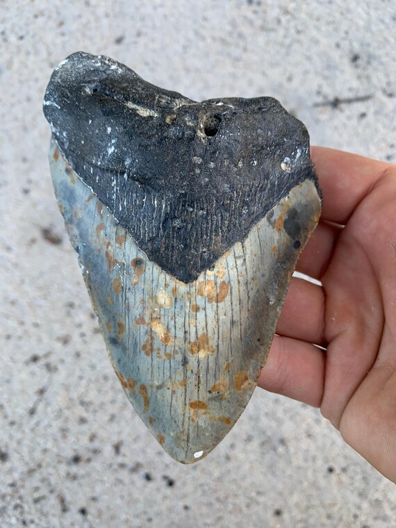 Megalodon Tooth - 5.44 inches