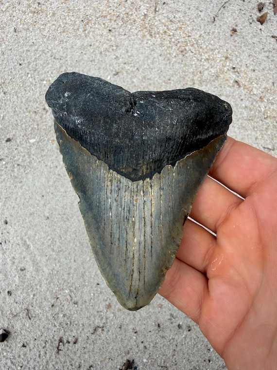 4.86 inch Megalodon Shark Tooth Fossil – Authentic, No Repair Meg Teeth