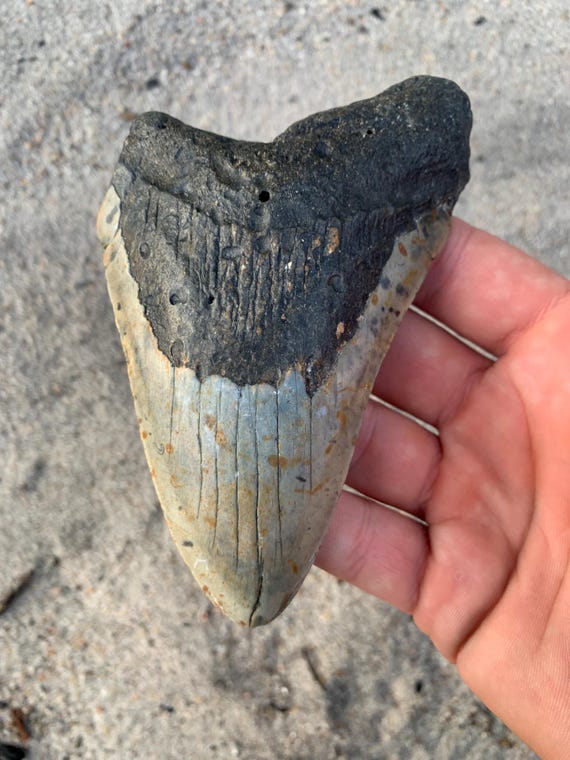 Megalodon Tooth - 4.88 inches