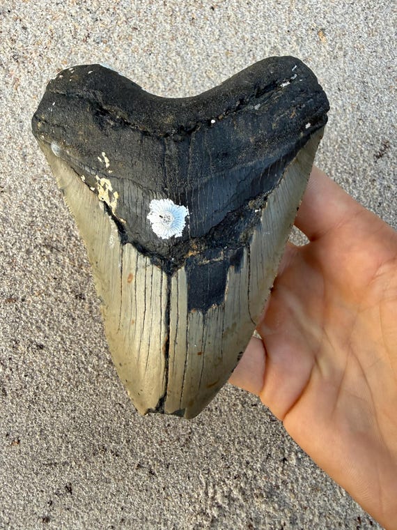 5.41 inch Megalodon Shark Tooth Fossil – Authentic No Repair Meg Teeth