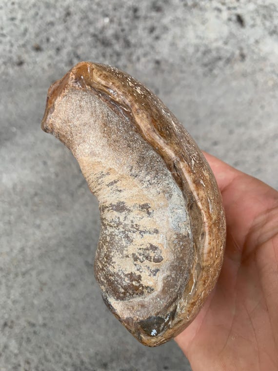 Polished Fossil Whale Ear Bone
