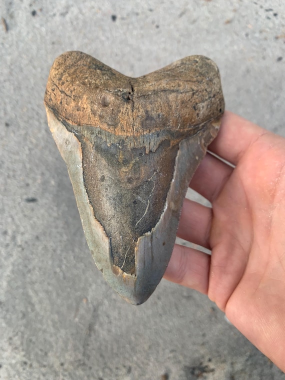 5.03 inch Megalodon Shark Tooth Fossil – Authentic, No Repair Meg Teeth