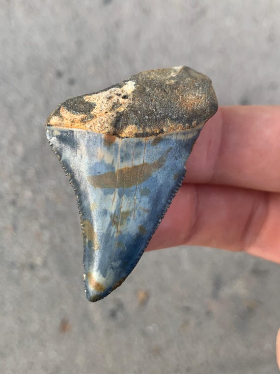 2.15 inch Great White Fossil Shark Tooth