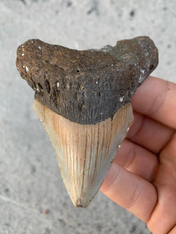 Megalodon Tooth - 3.62 inches