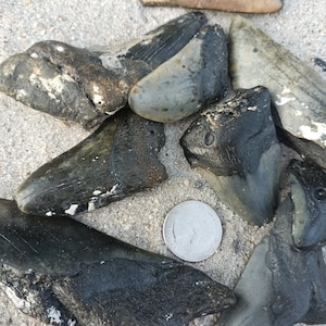 May include: A collection of fossilized shark teeth, some are black and some are gray, with a US quarter for scale.