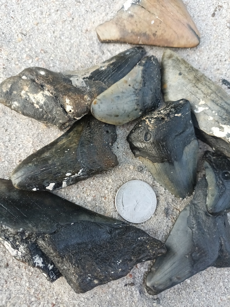 May include: A collection of fossilized shark teeth, some are black and some are gray, with a US quarter for scale.