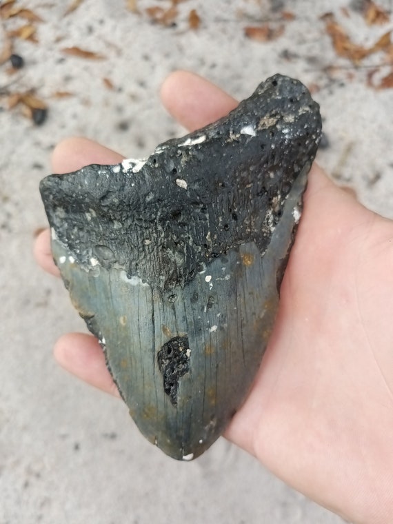 Megalodon Tooth - 5.46 inches. Real Fossil Megalodon Shark Tooth, Authentic Shark Tooth Fossil, Huge Megalodon Tooth, Meg Teeth