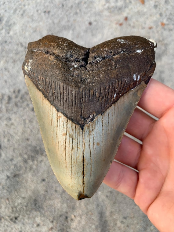 4.73 inch Real Fossil Megalodon Shark Tooth, Authentic Fossil Meg Teetth