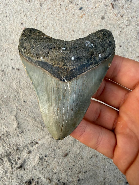 3.84 inch Megalodon Shark Tooth Fossil – Authentic No Repair Meg Teeth