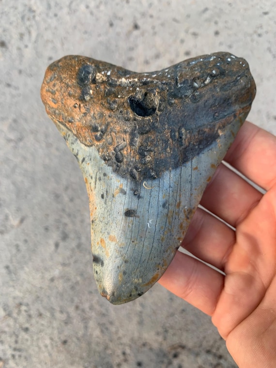 Megalodon Tooth - 4.87 inches