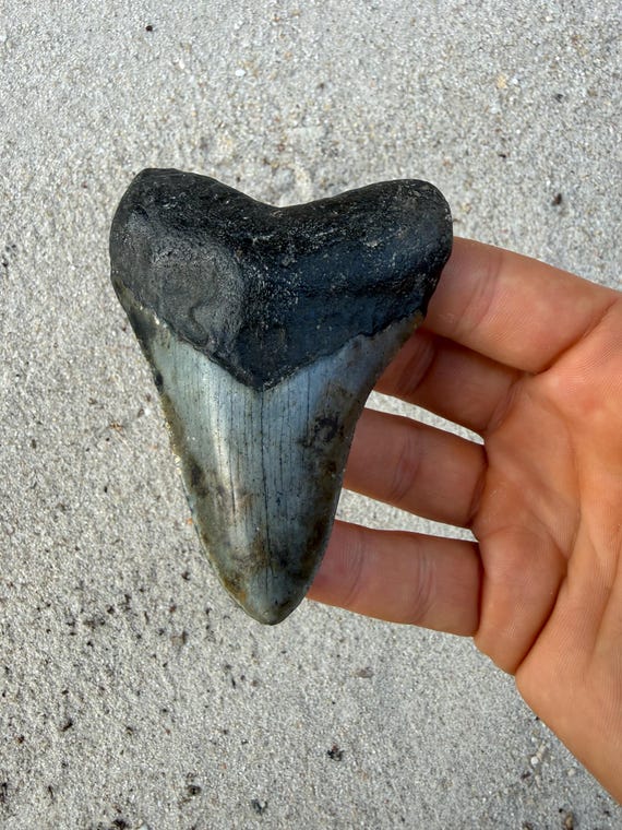 3.64 inch Megalodon Shark Tooth Fossil – Authentic, No Repair Meg Teeth