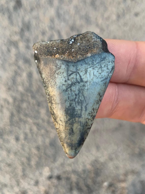 Fossilized Mako Shark Tooth: C. Hastalis, 1.92 Inches