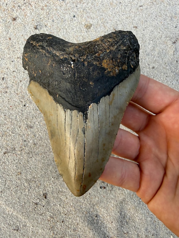 4.58 inch Megalodon Shark Tooth, Authentic, No Repair Meg Teeth Fossils