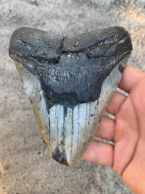 Authentic 5.25" Megalodon Tooth Fossil - Megatooth Shark