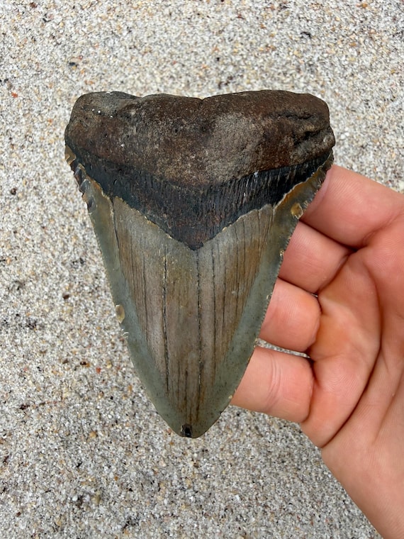 4.29 inch Megalodon Shark Tooth Fossil – Authentic No Repair Meg Teeth