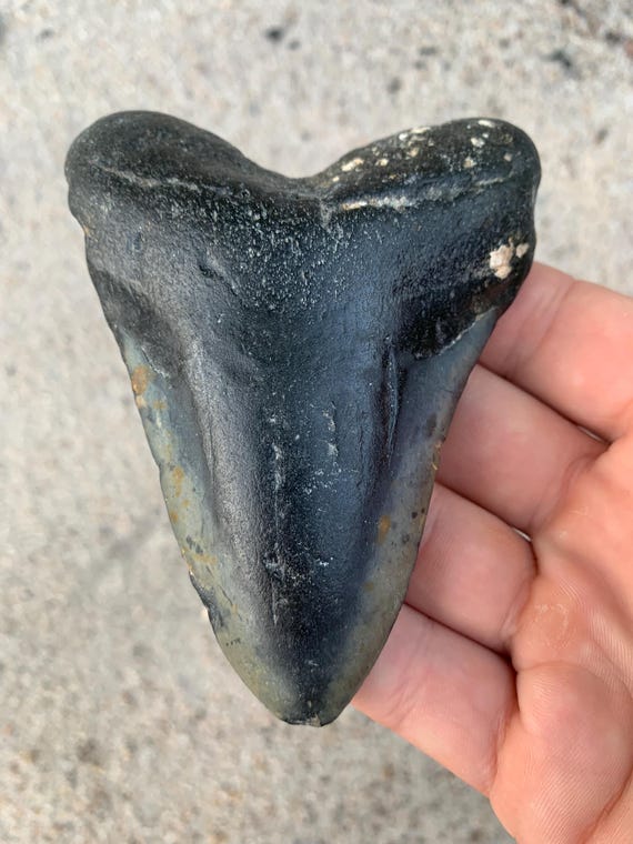 Megalodon Tooth - 4.28 inches